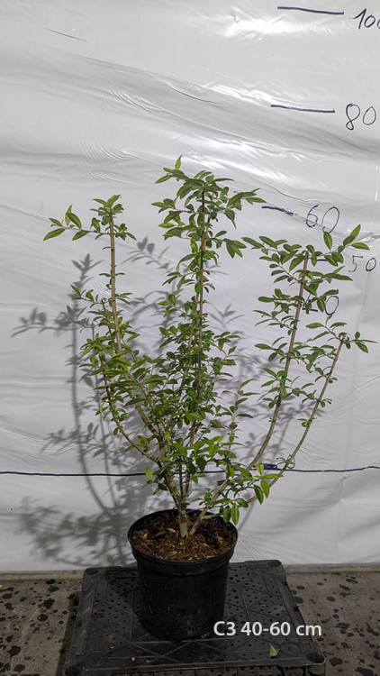 Ligustrum vulgare 'Atrovirens'