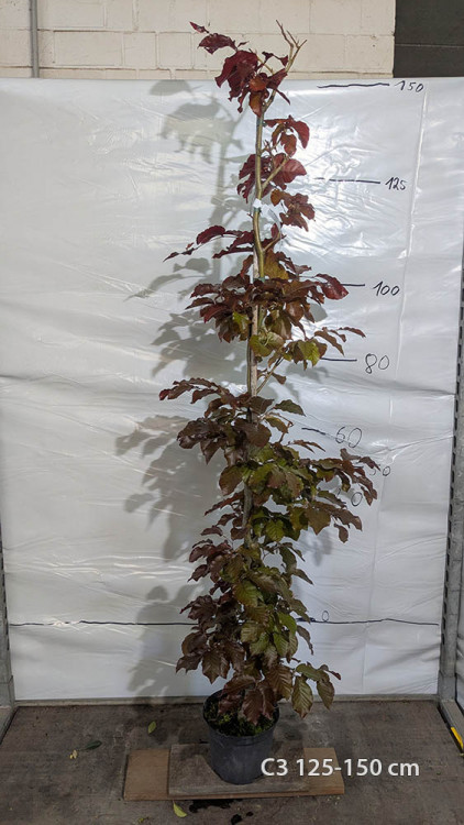 Fagus sylvatica purpurea