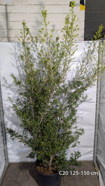 Ilex crenata