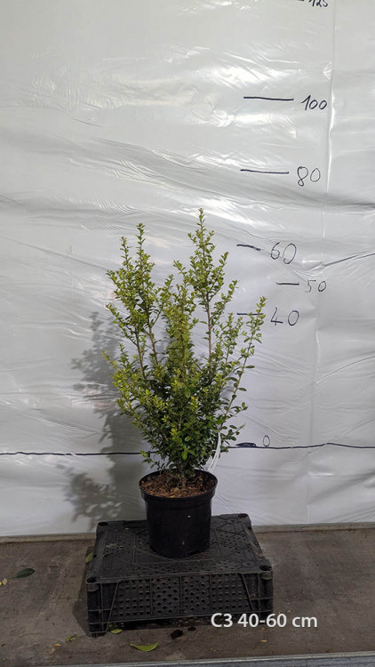 Ilex crenata 'Caroline Upright'