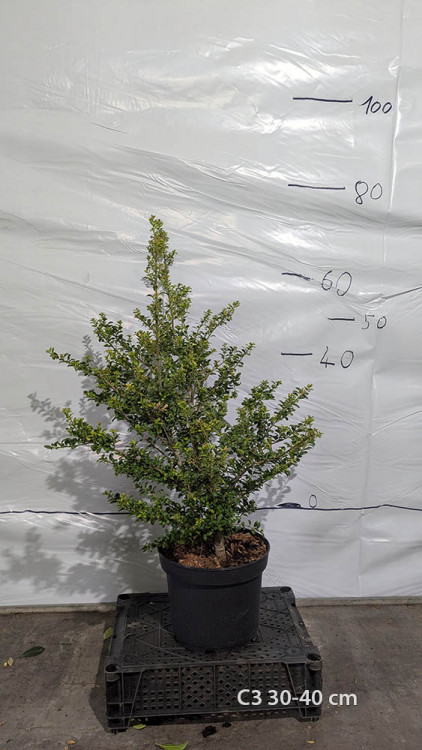 Ilex crenata 'Convexa'