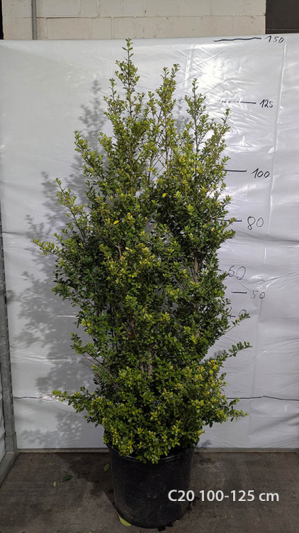 Ilex crenata 'Dark Green'
