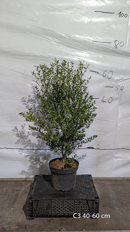Ilex crenata 'Green Hedge'