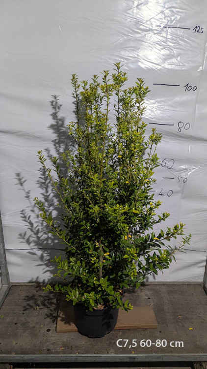 Ilex maximowicziana var. kanehirae