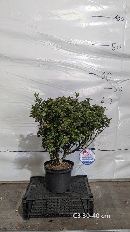 Ilex meservae 'Little Pirate'