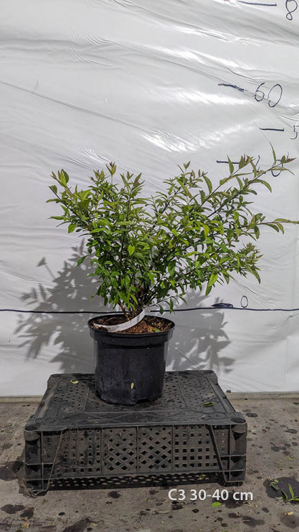 Ligustrum vulgare 'Lodense'