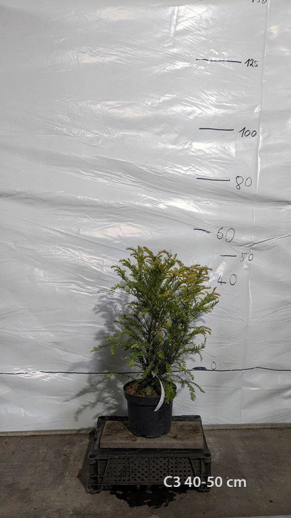 Taxus baccata