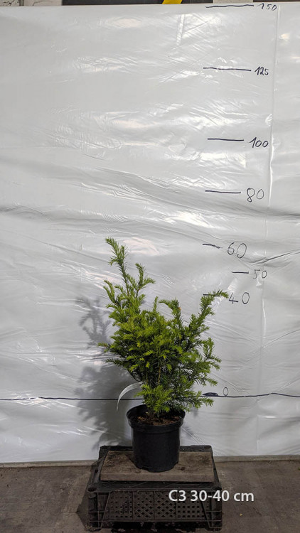 Taxus baccata 'Grönland'