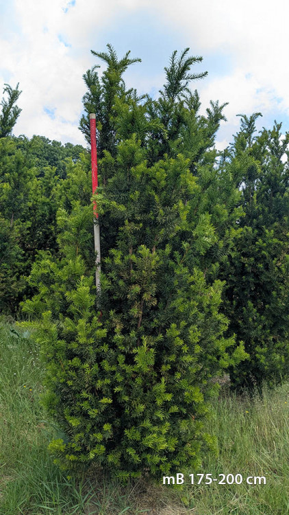 Taxus x media 'Hicksii'