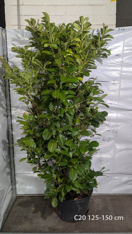 Prunus laurocerasus 'Etna'