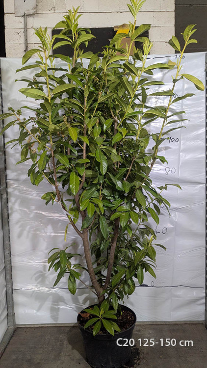 Prunus laurocerasus 'Caucasica'