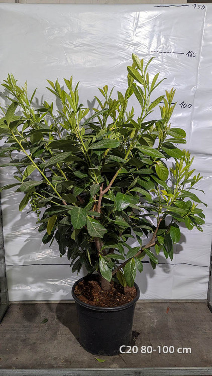 Prunus laurocerasus 'Novita'