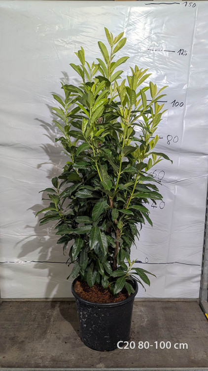 Prunus laurocerasus 'Genolia'