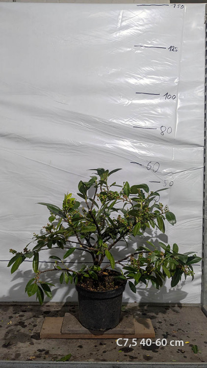 Prunus laurocerasus 'Van Nes'