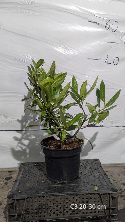 Prunus laurocerasus 'Otto Luyken'