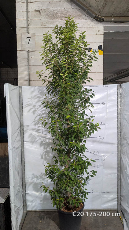 Prunus lusitanica 'Angustifolia'