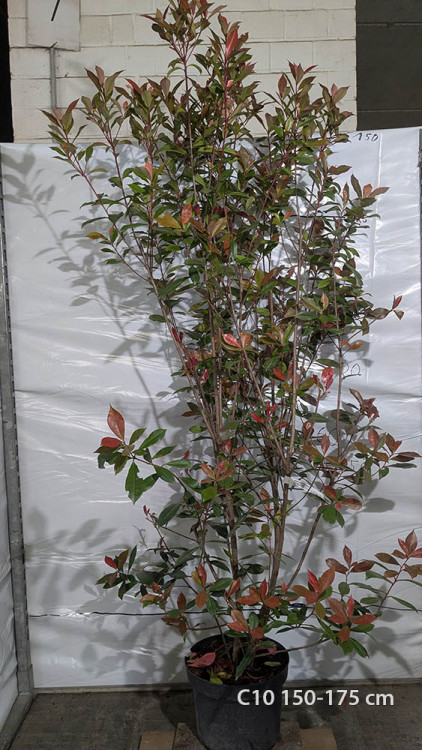 Photinia fraserii 'Perfecta'