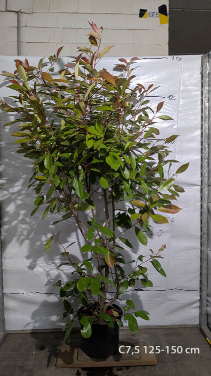 Photinia fraserii 'Red Robin'