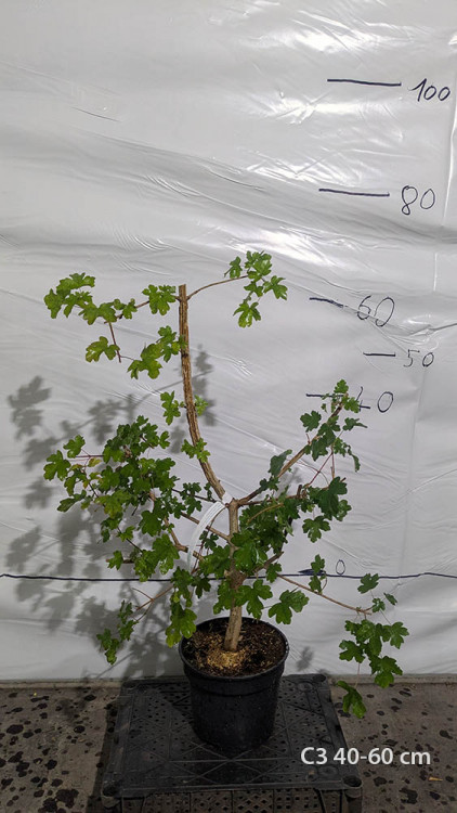 Acer campestre
