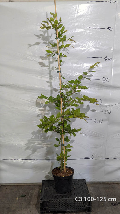 Carpinus betulus