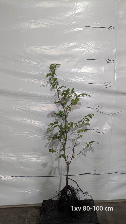 Fagus sylvatica