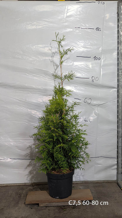 Thuja occidentalis 'Brabant'