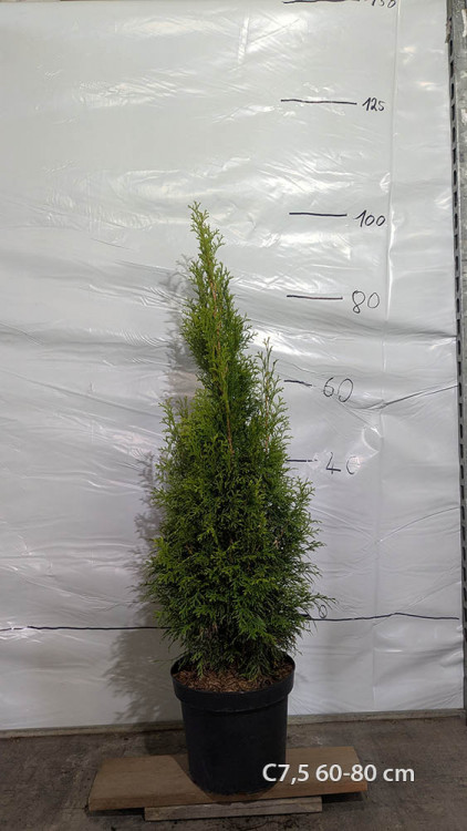 Thuja occidentalis 'Smaragd'